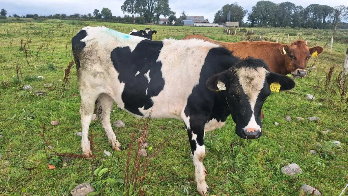 Maiden heifers - Image 3