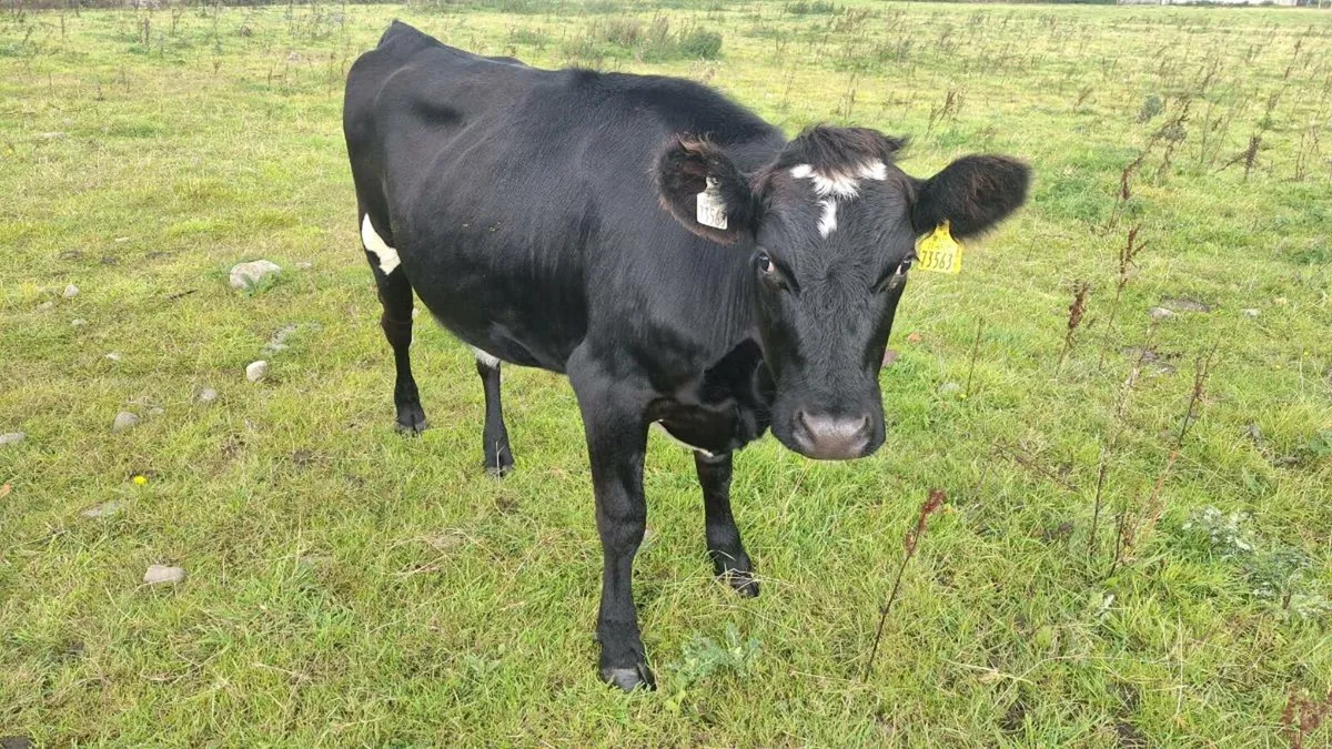 Maiden heifers - Image 4