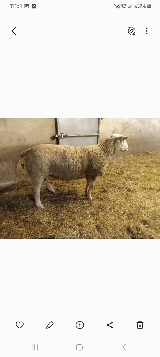 Rams for sale - Image 2