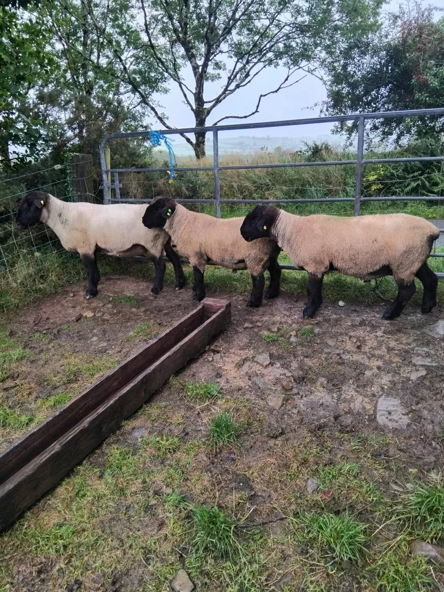 Rams for sale - Image 3