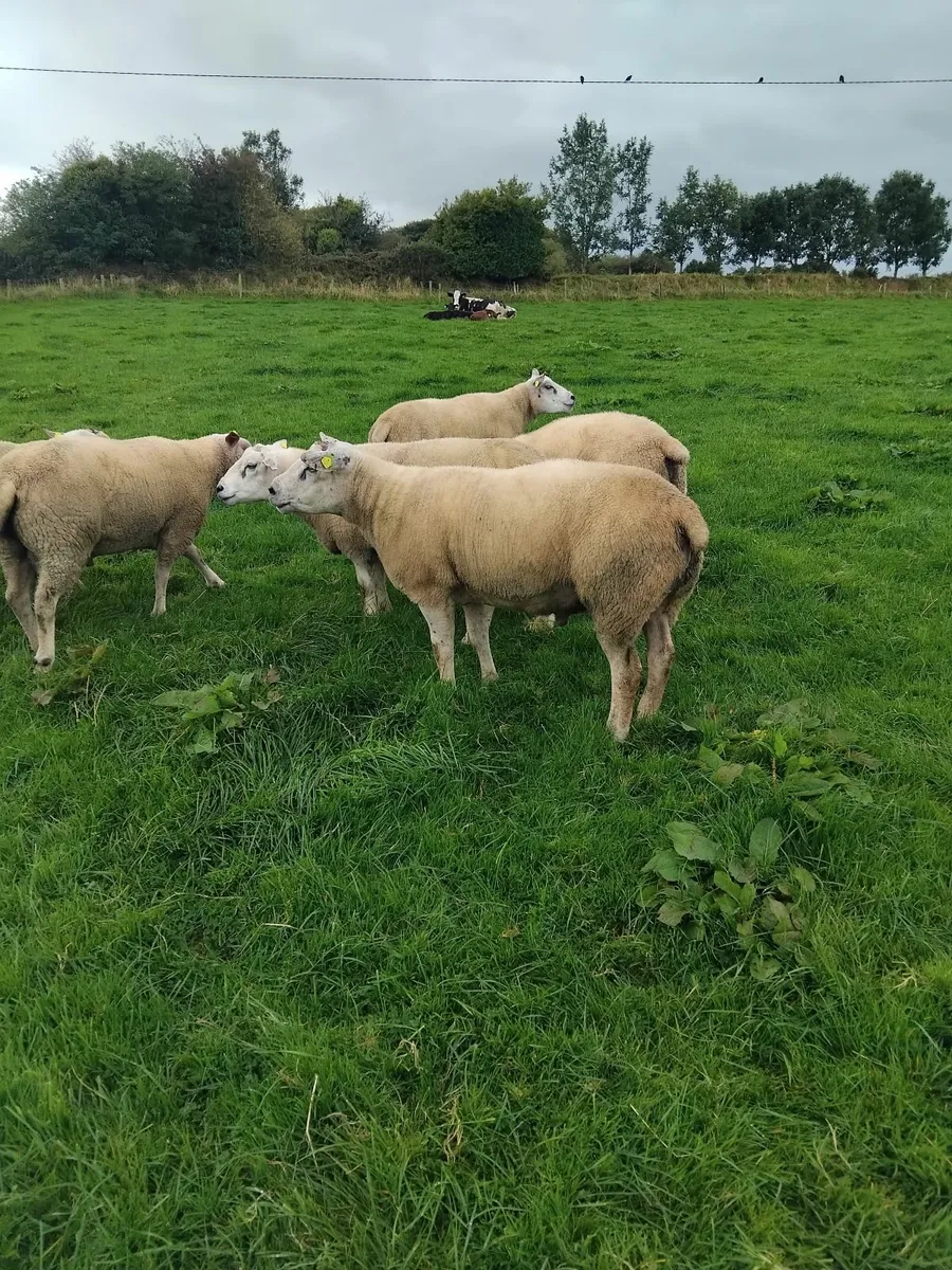 Rams for sale - Image 4