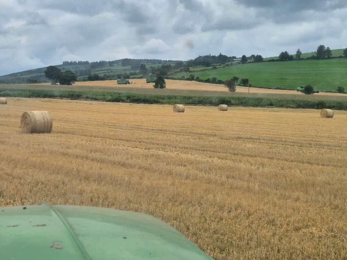 Barley straw - Image 1