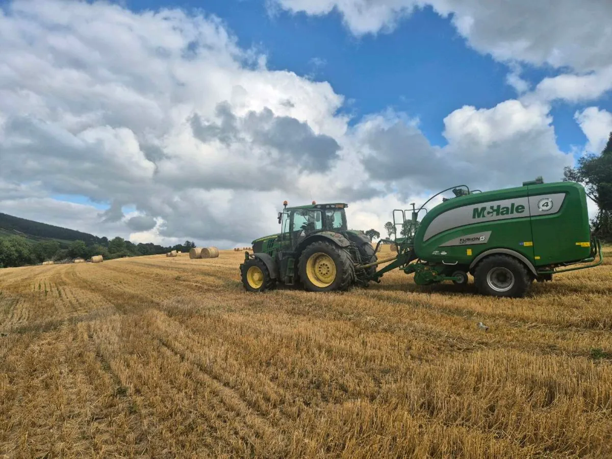 Barley straw - Image 2