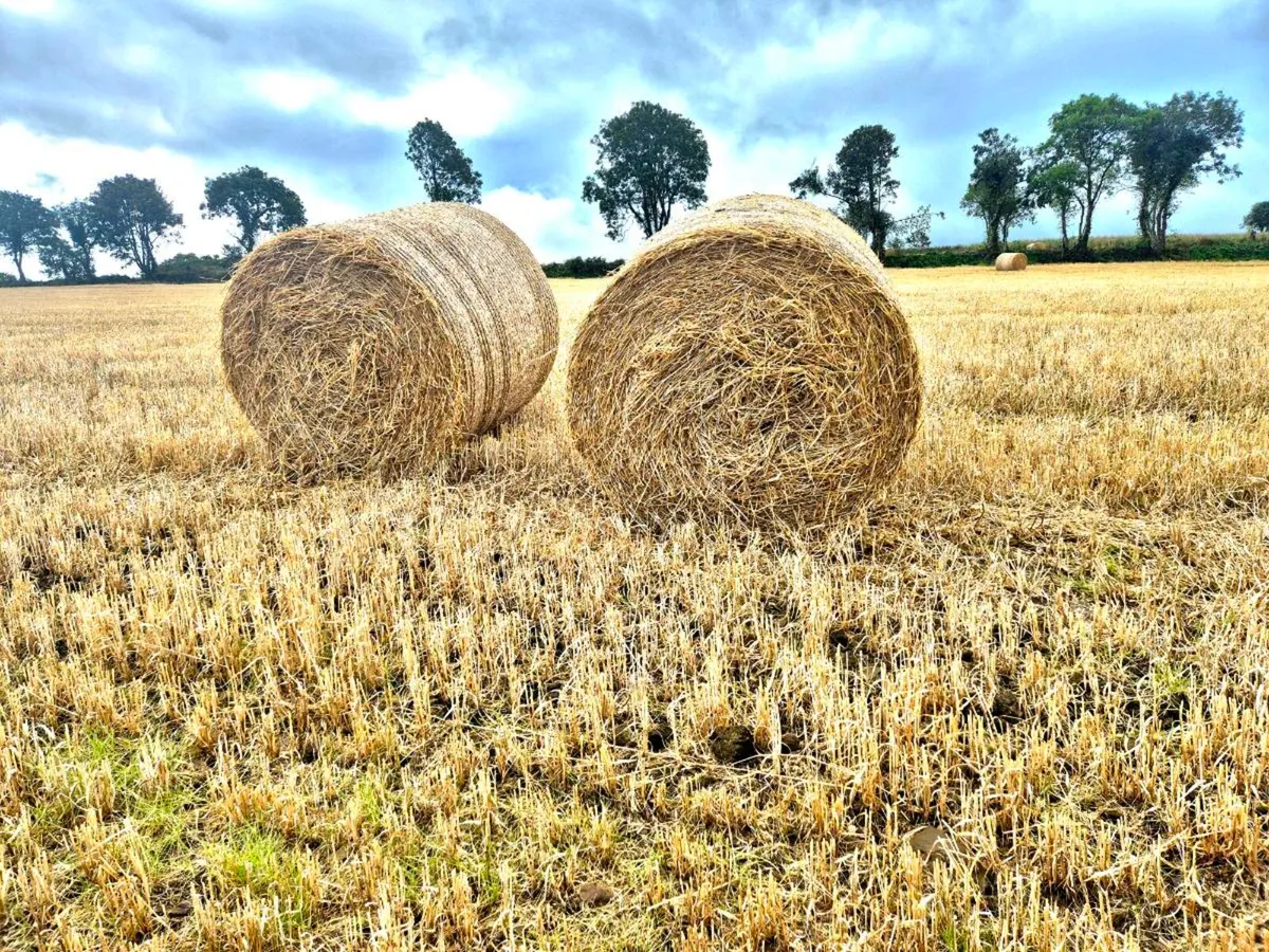Barley straw - Image 3