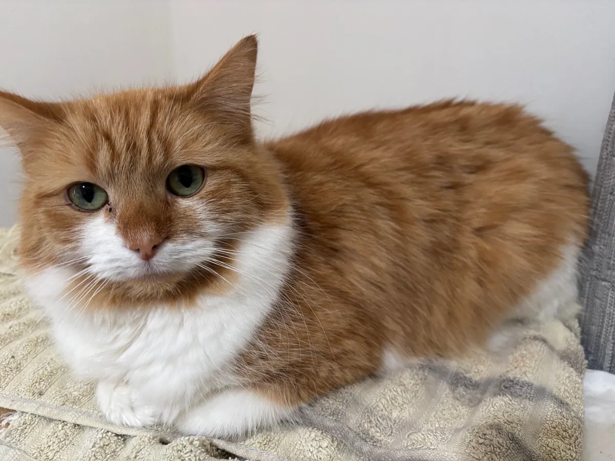 Longhaired female cat (neutered) - Image 1