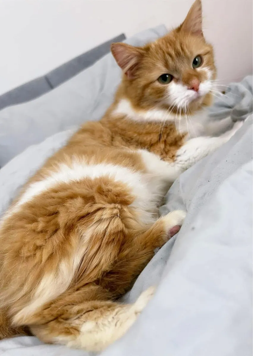 Longhaired female cat (neutered) - Image 2