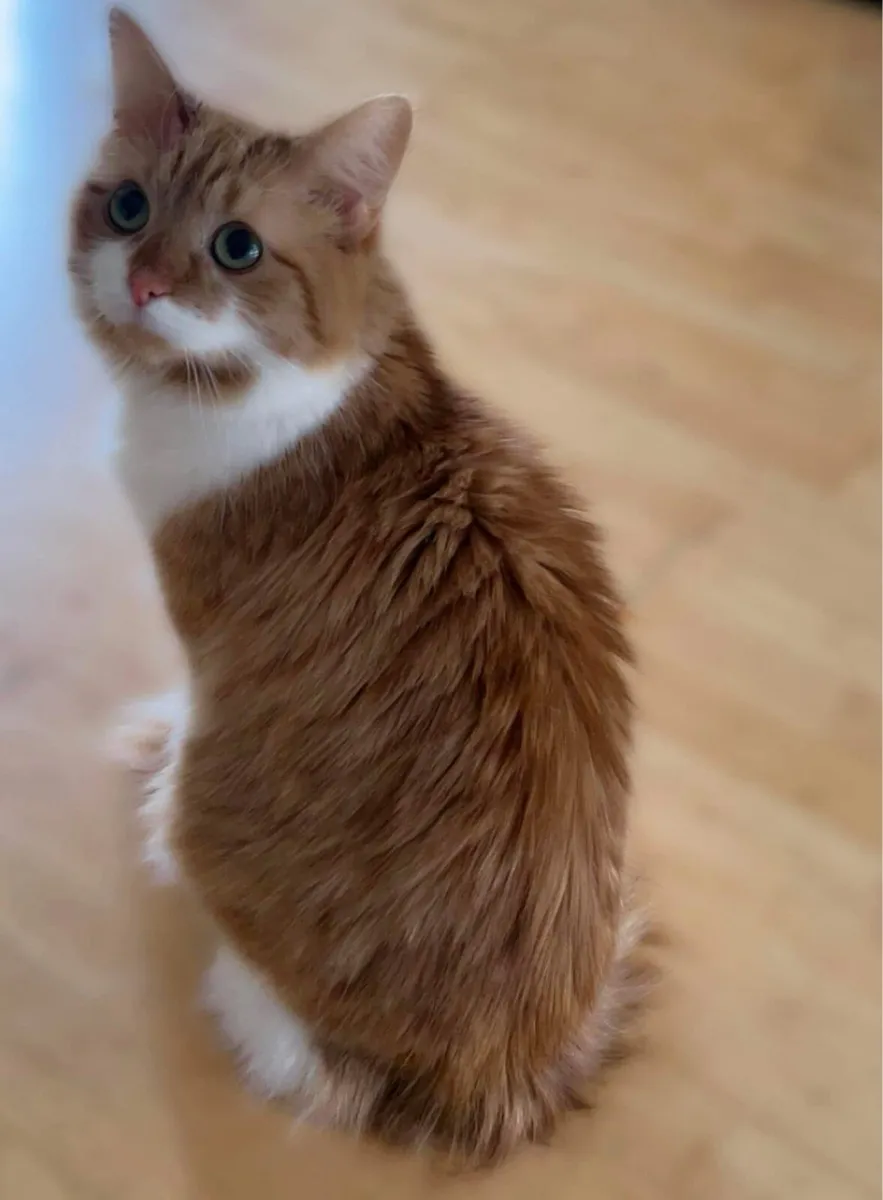 Longhaired female cat (neutered) - Image 3