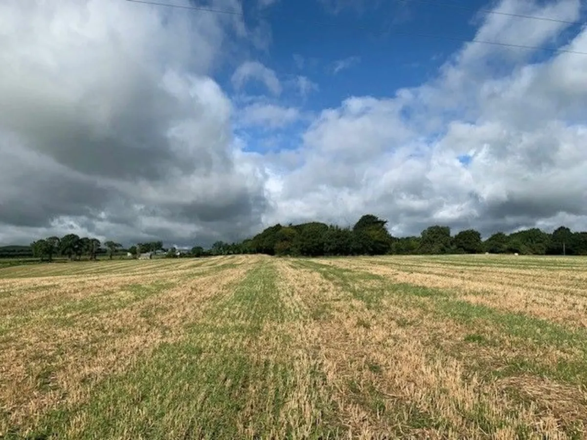 Tillage Lands Ballycapple, Cloughjordan - Image 4