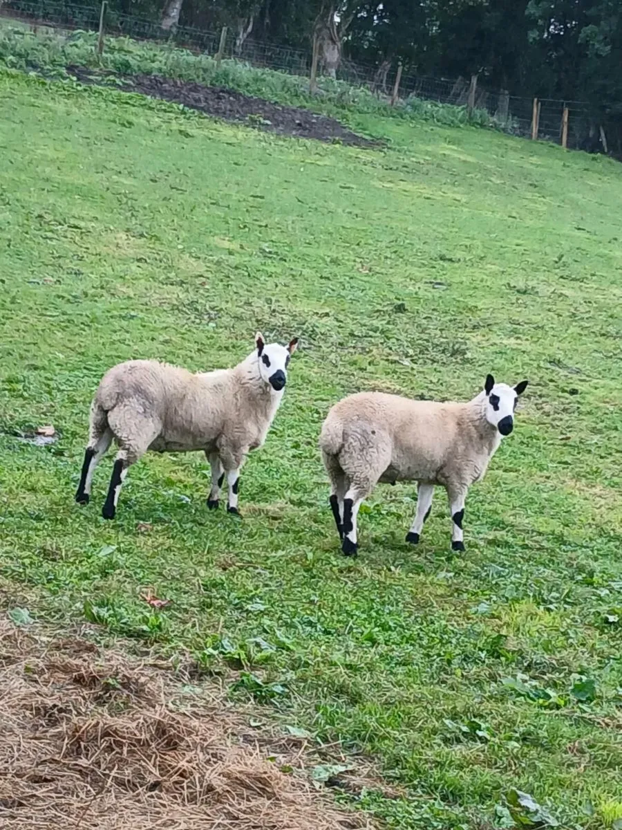 Kerryhill ram lambs - Image 1