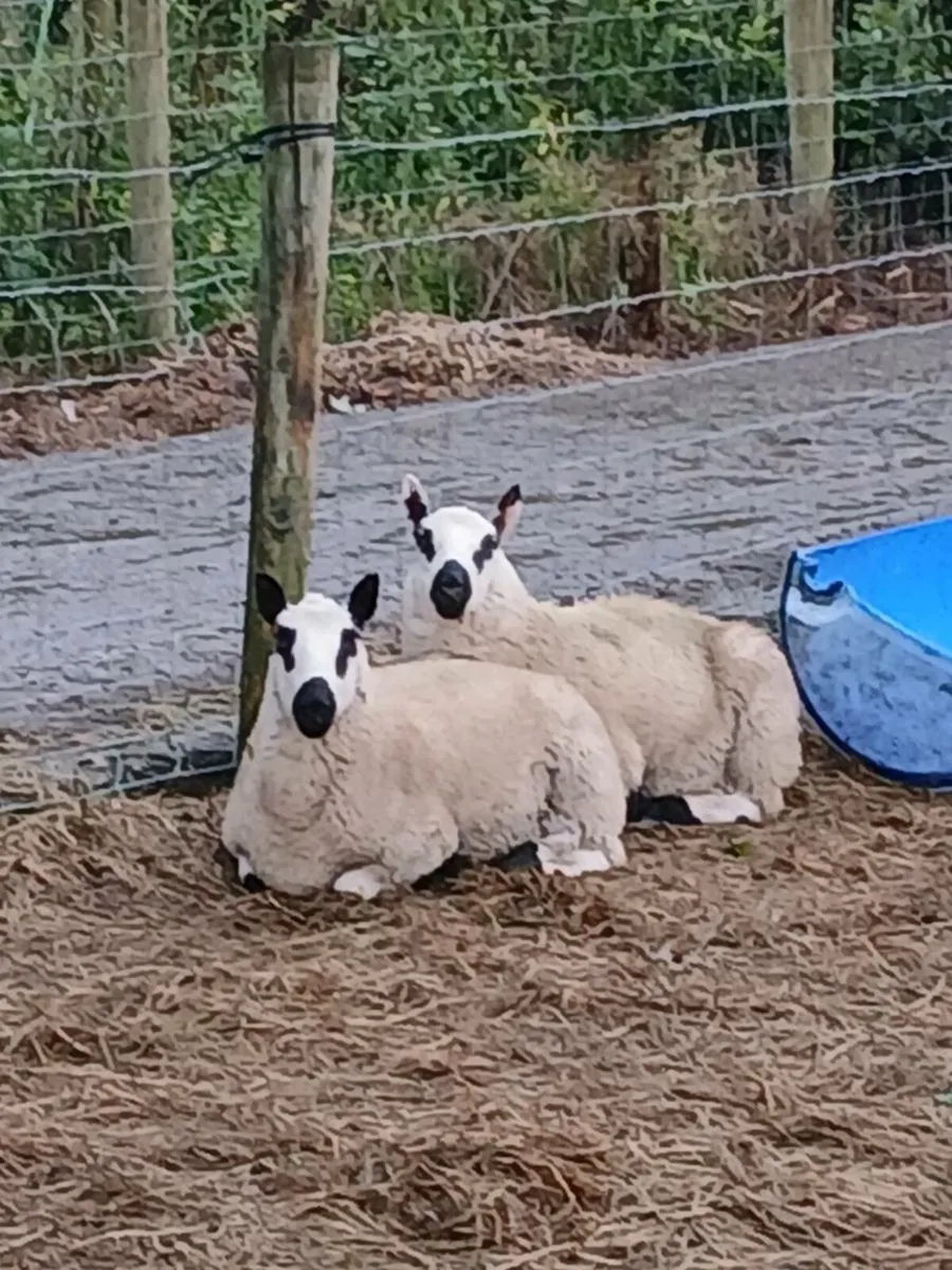 Kerryhill ram lambs - Image 2