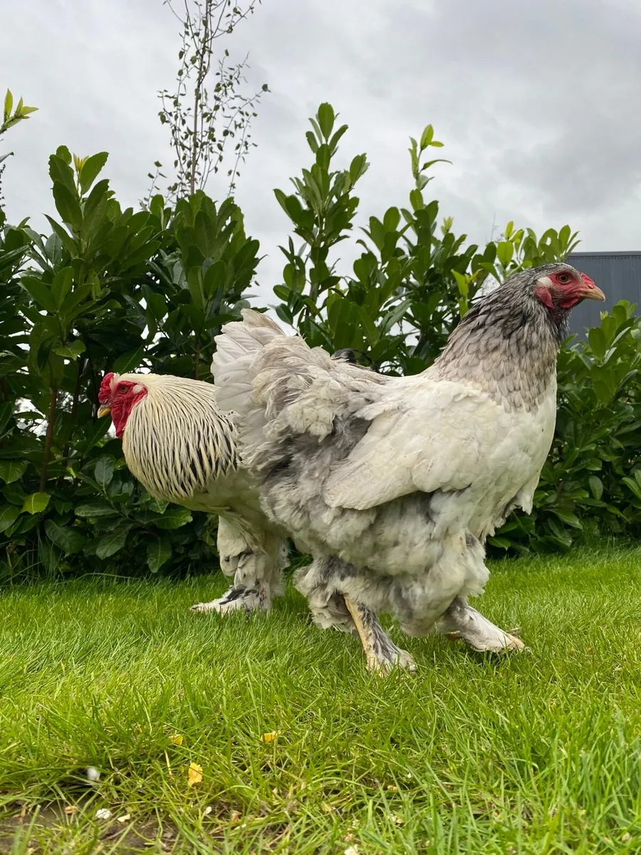Brahma‘ silkies ‘ peafowl - Image 3