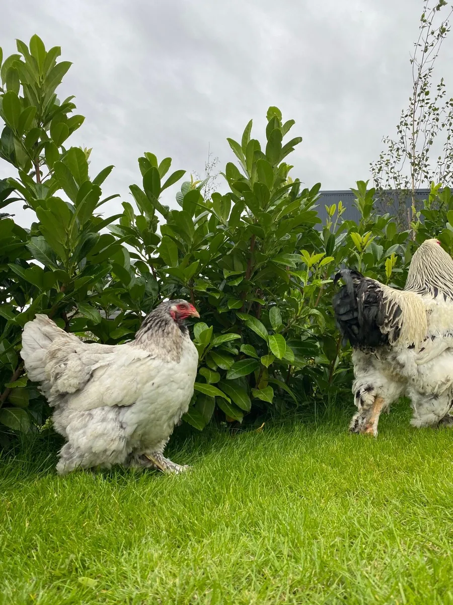 Brahma‘ silkies ‘ peafowl - Image 4