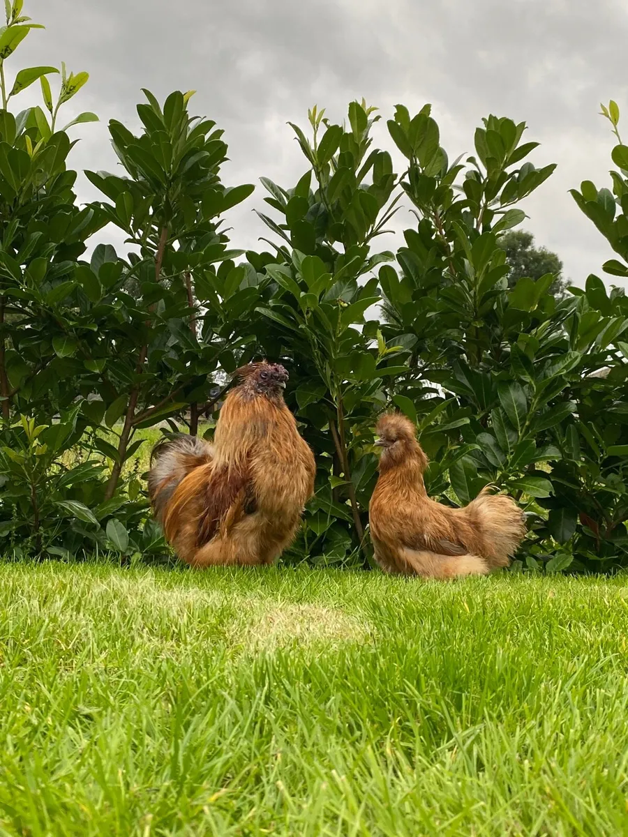 Brahma‘ silkies ‘ peafowl - Image 1