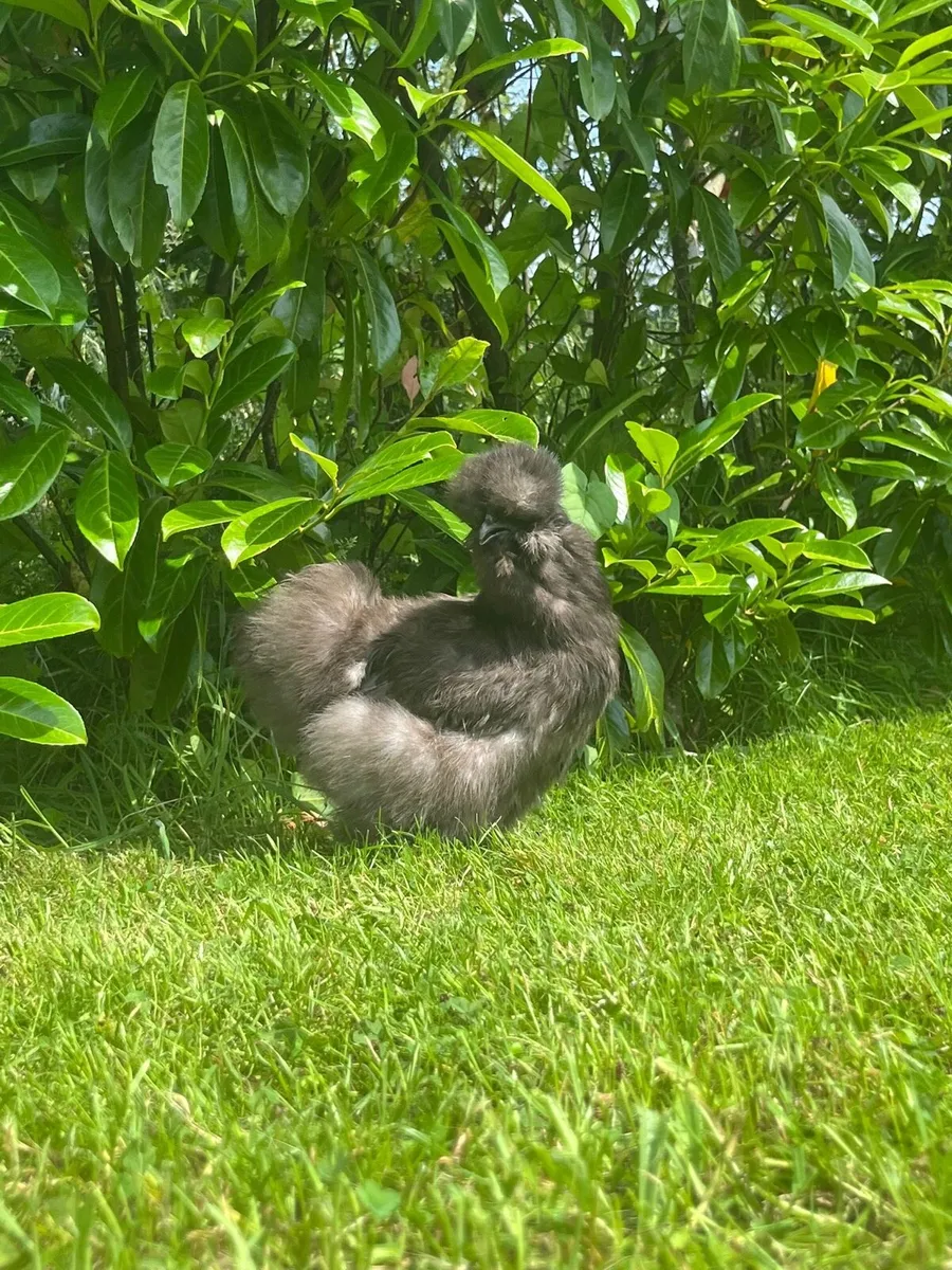 Brahma‘ silkies ‘ peafowl - Image 1