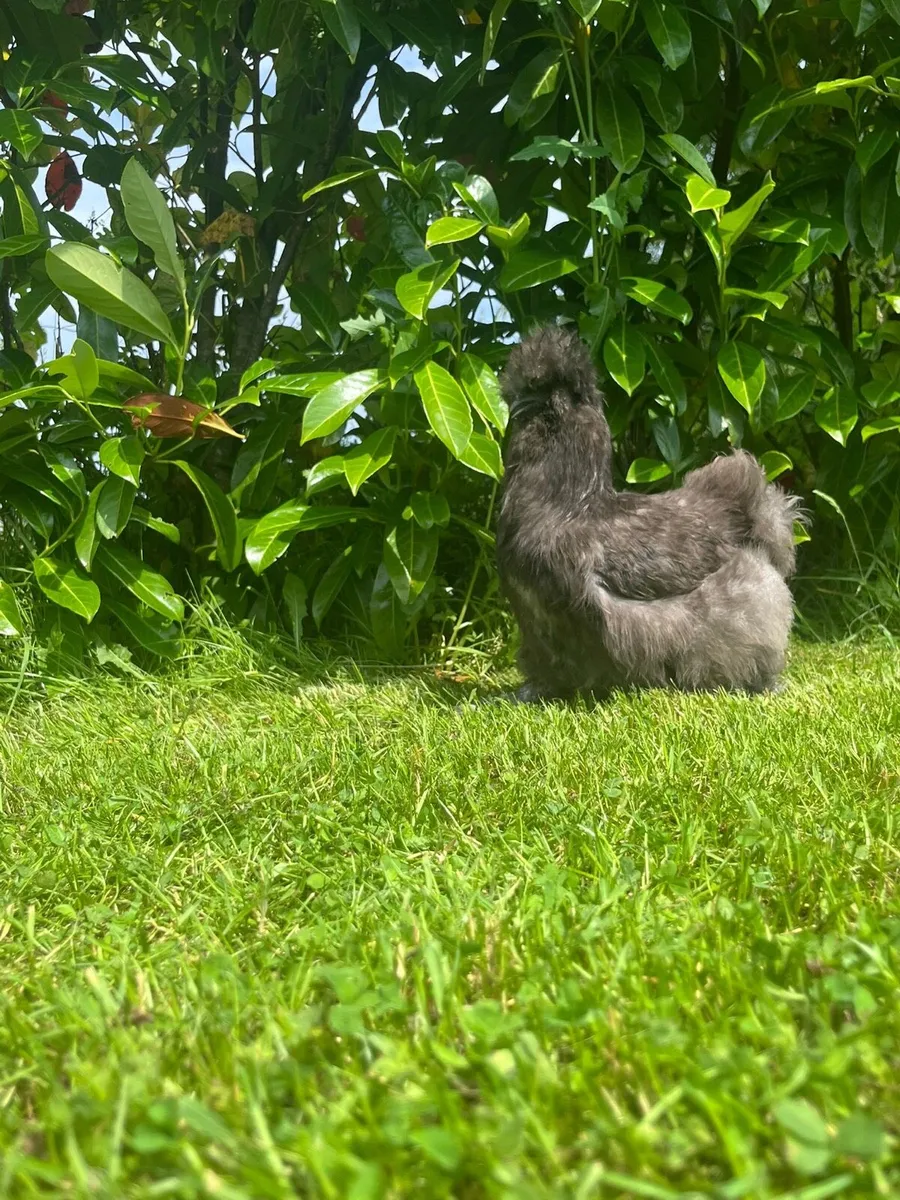 Brahma‘ silkies ‘ peafowl - Image 2