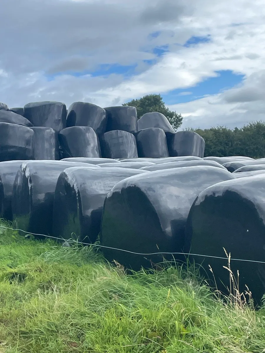 2024 silage - Image 1