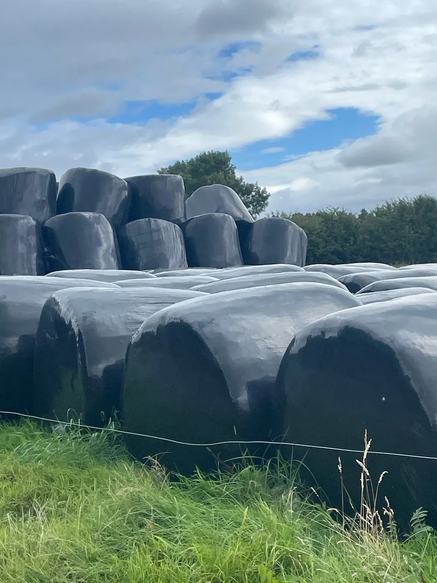 2024 silage - Image 2