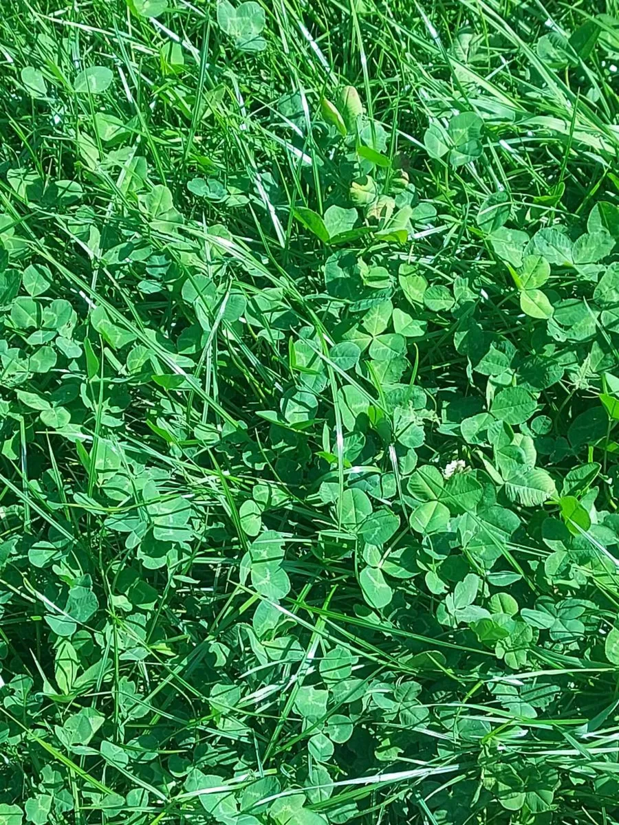 Grazing  / After grass - Image 1