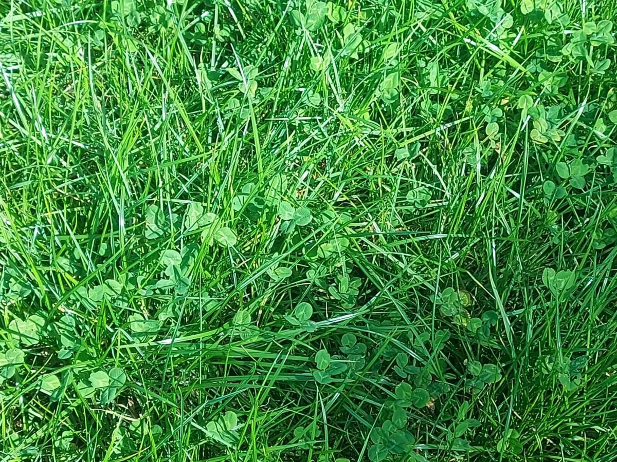 Grazing  / After grass - Image 2