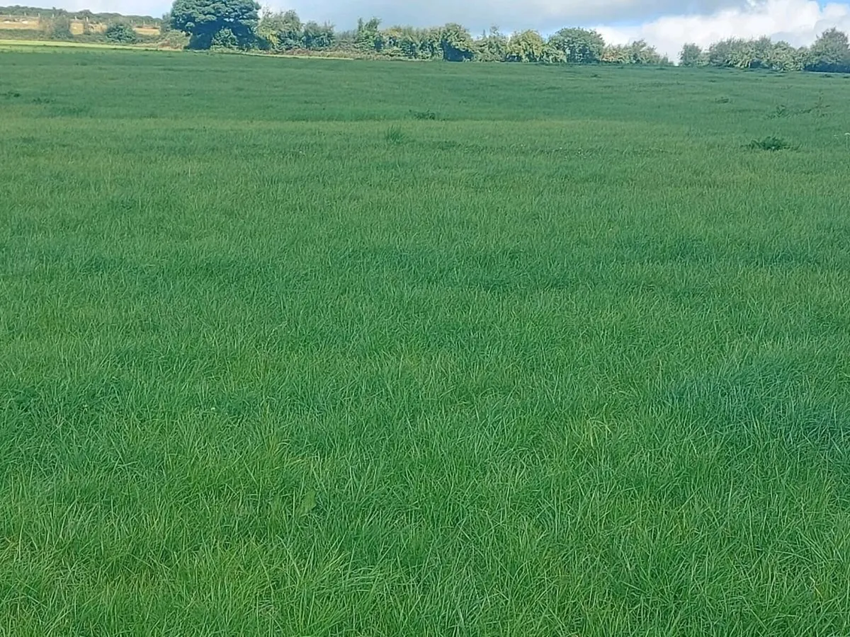 Grazing  / After grass - Image 3