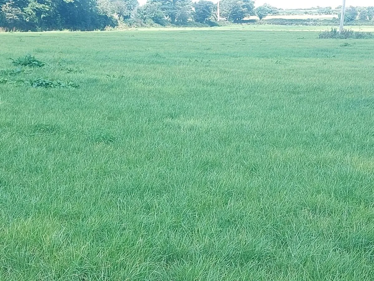Grazing  / After grass - Image 4