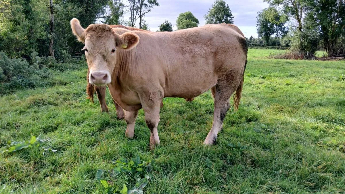 Two Bullocks for sale Mohill Mart - Image 1
