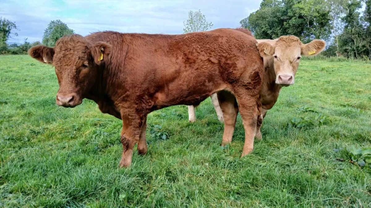 Two Bullocks for sale Mohill Mart - Image 2