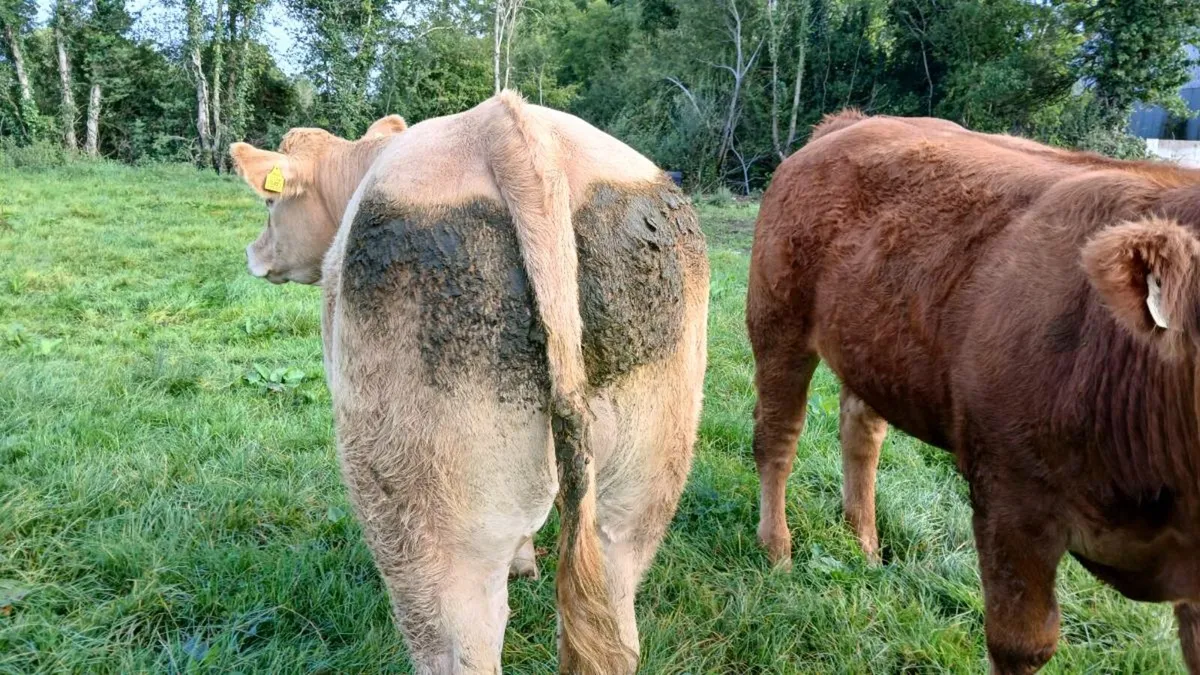 Two Bullocks for sale Mohill Mart - Image 3