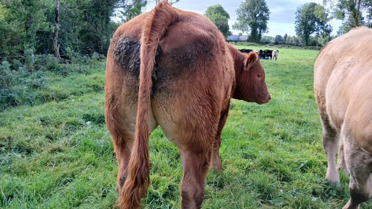 Two Bullocks for sale Mohill Mart - Image 4