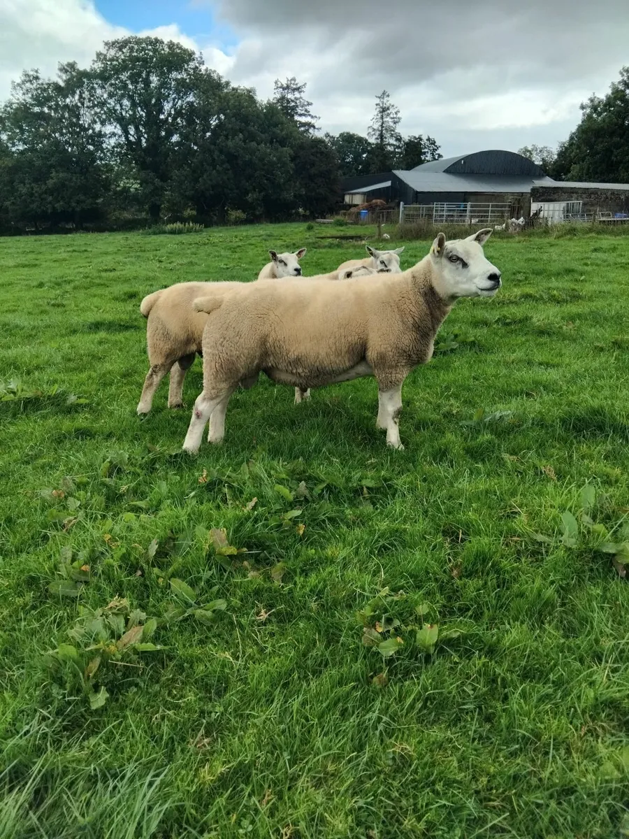 Rams for sale - Image 1