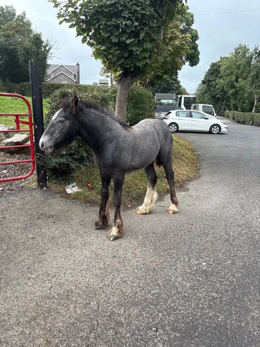 Steel grey colt foal - Image 1