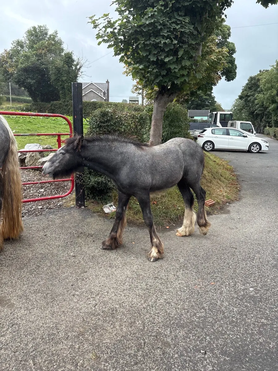Steel grey colt foal - Image 2