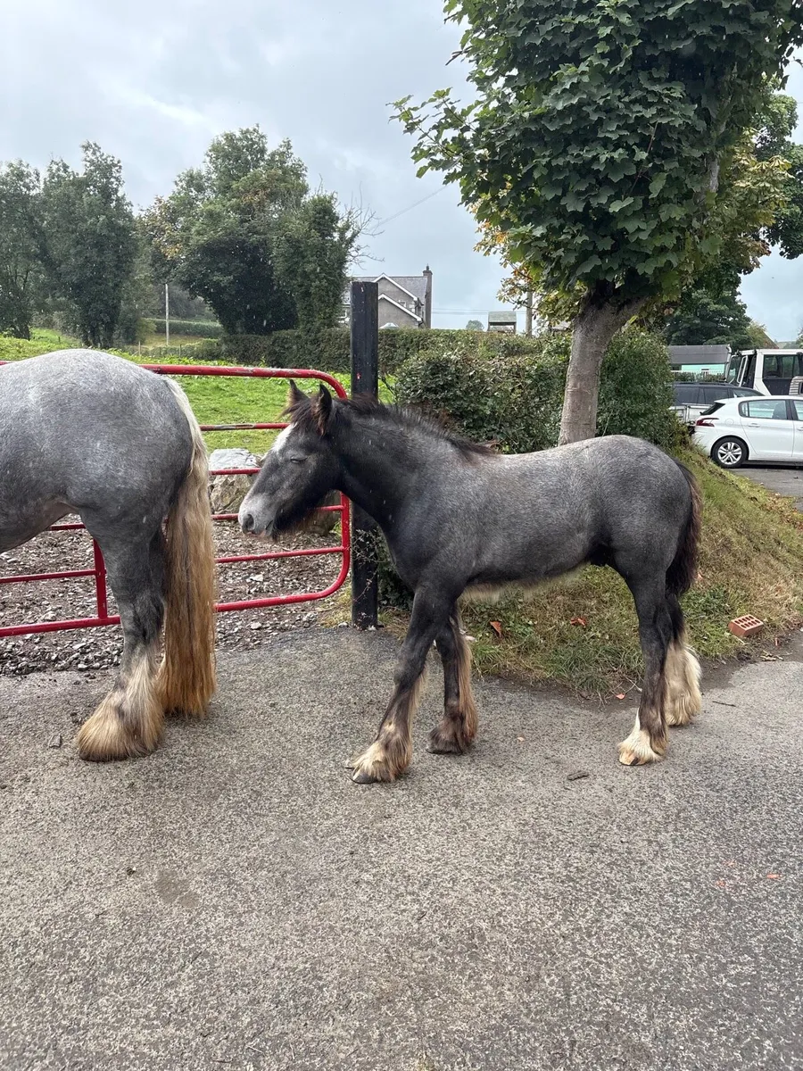 Steel grey colt foal - Image 3