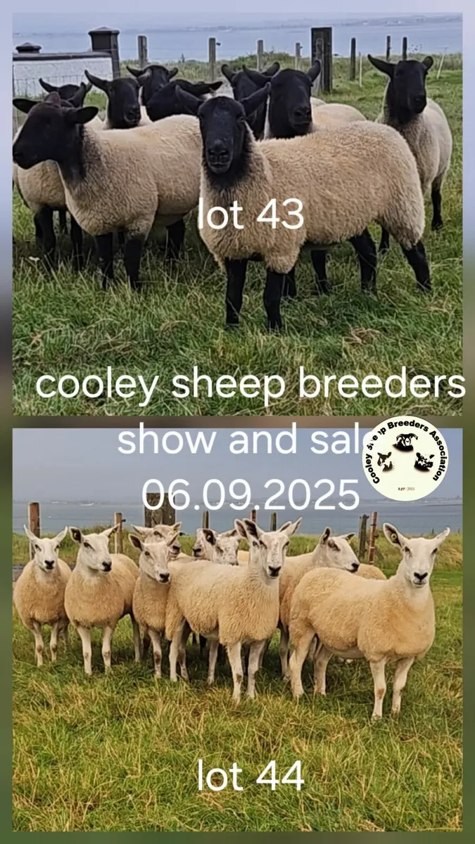 Hoggets - Image 1