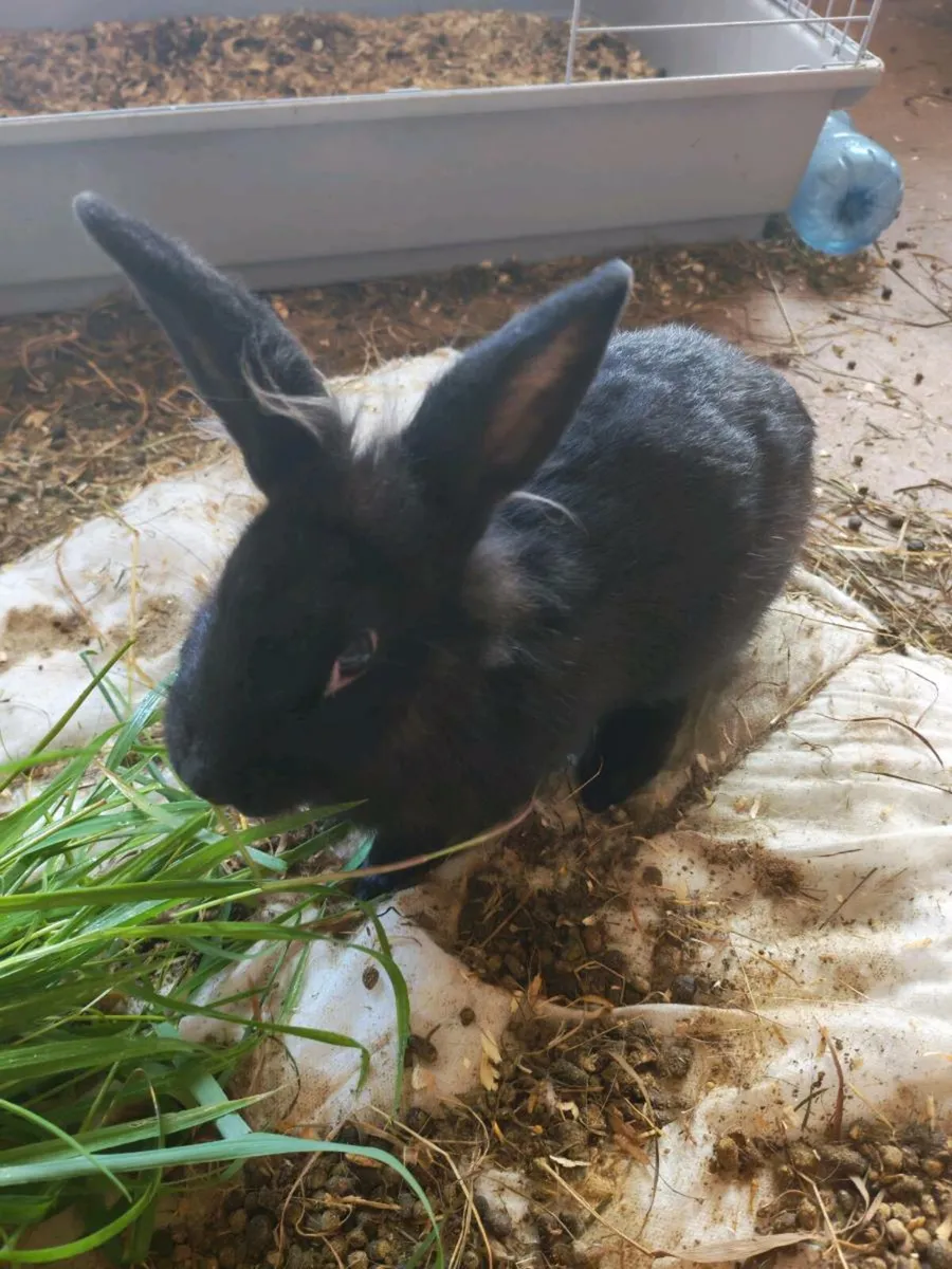 Rabbits and Guinea pigs for sale including cages - Image 1