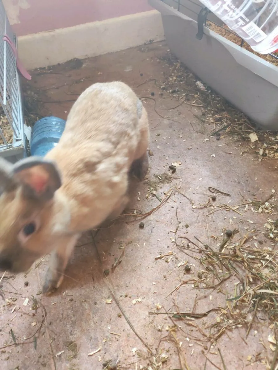 Rabbits and Guinea pigs for sale including cages - Image 2