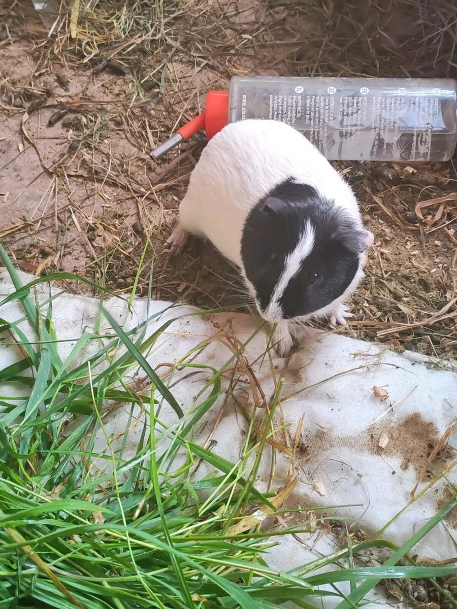 Rabbits and Guinea pigs for sale including cages - Image 3
