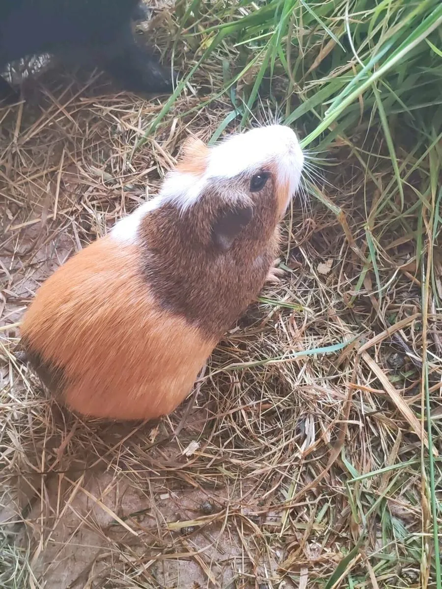 Rabbits and Guinea pigs for sale including cages - Image 4