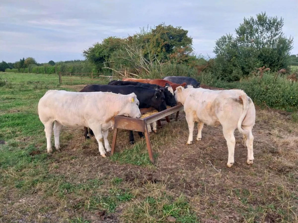 U &e grade heifers for tulllamore September 1st - Image 2