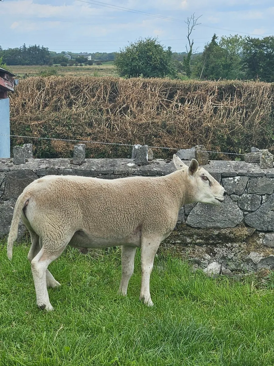 Texel Hogget Ram - Image 3