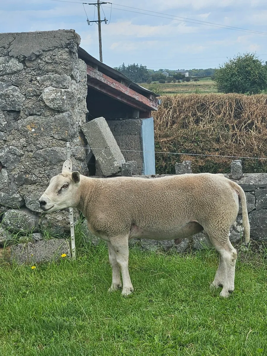Texel Hogget Ram - Image 4