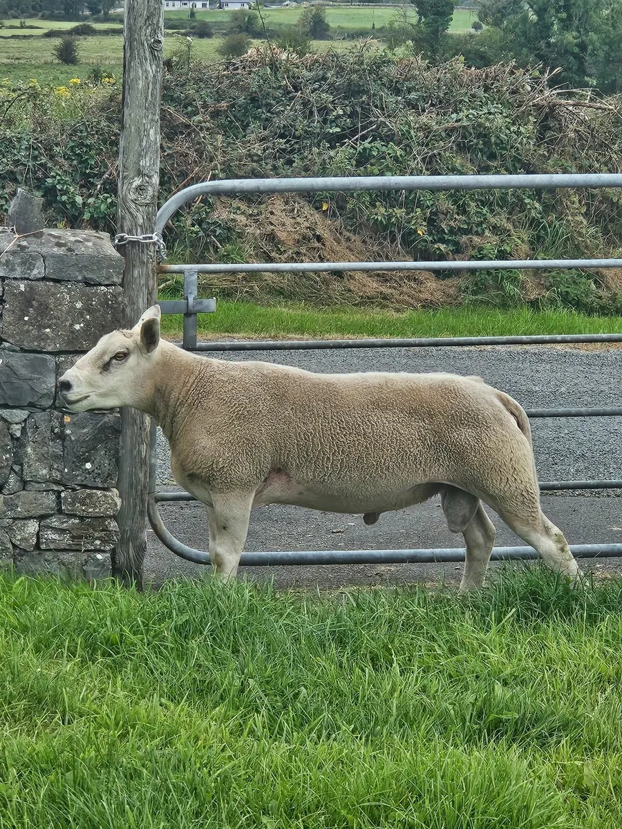 Texel Hogget Ram - Image 2