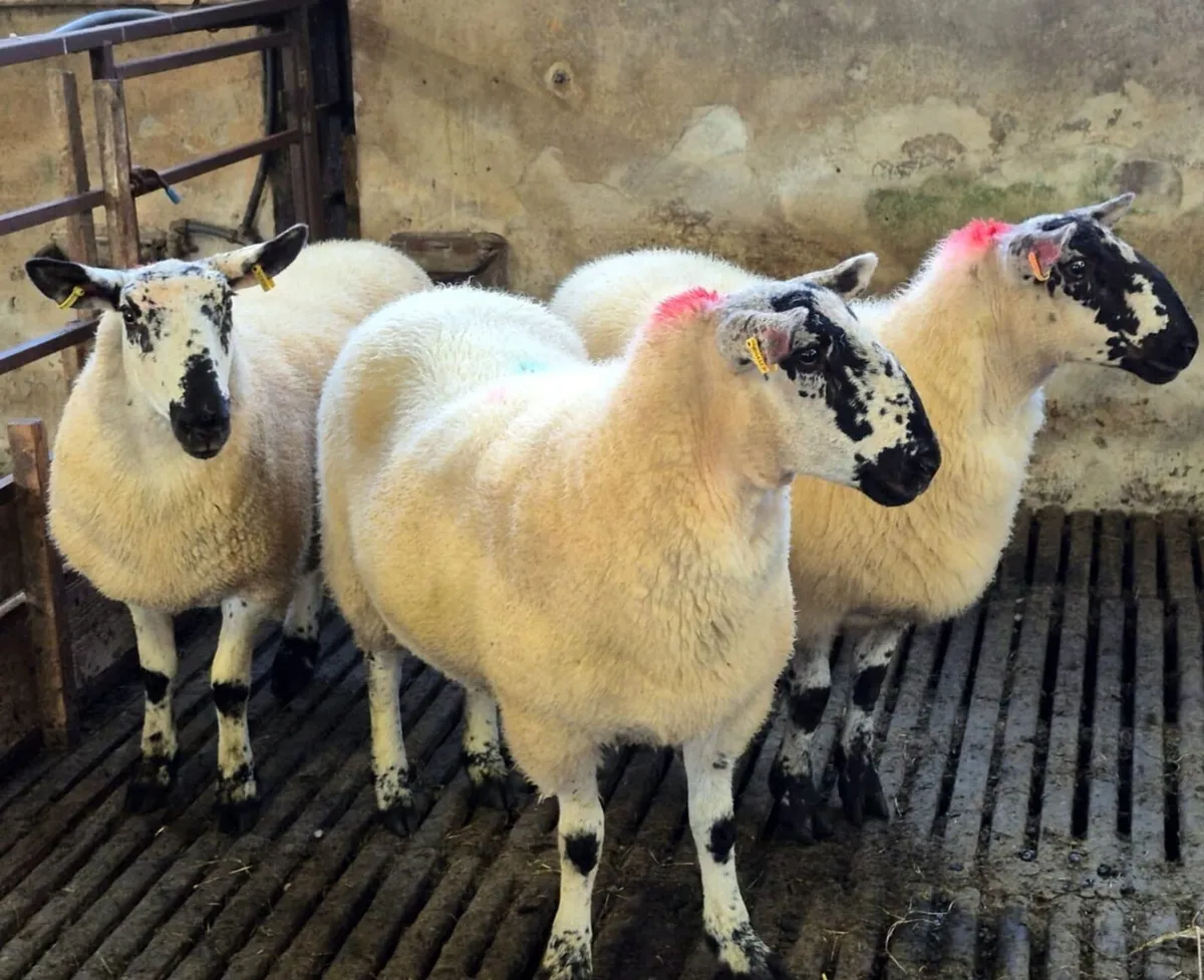Coolaney sheep sale 30/8/25 - Image 1