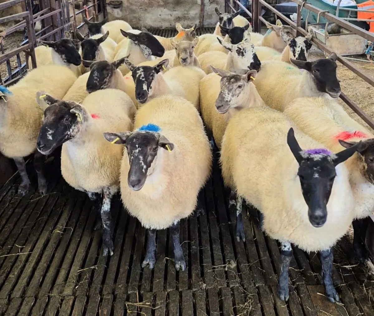Coolaney sheep sale 30/8/25 - Image 2