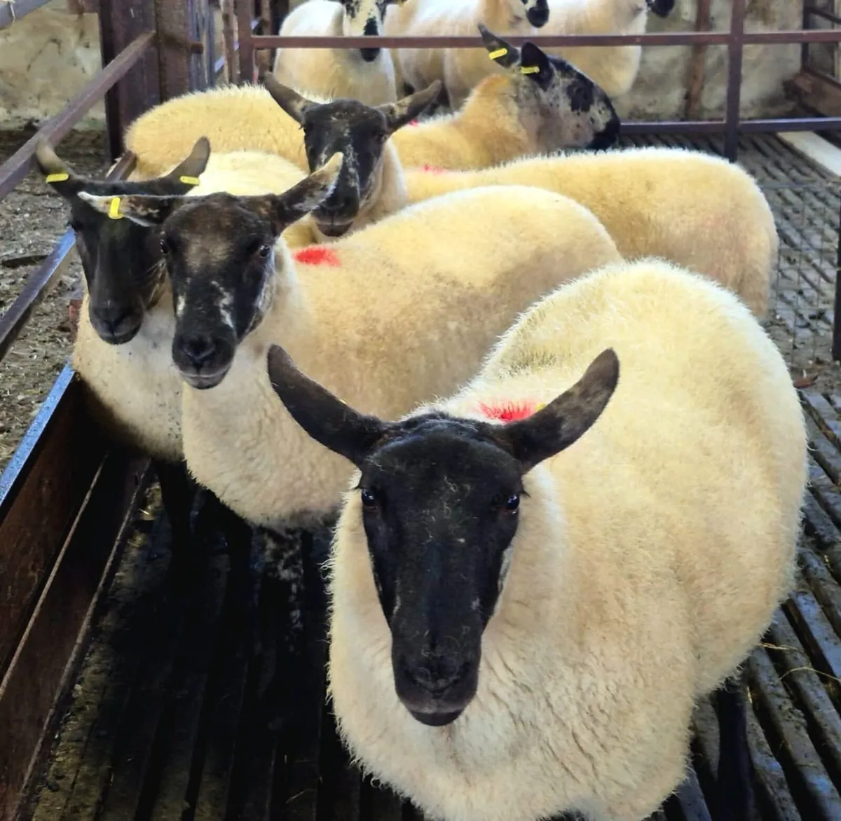 Coolaney sheep sale 30/8/25 - Image 3