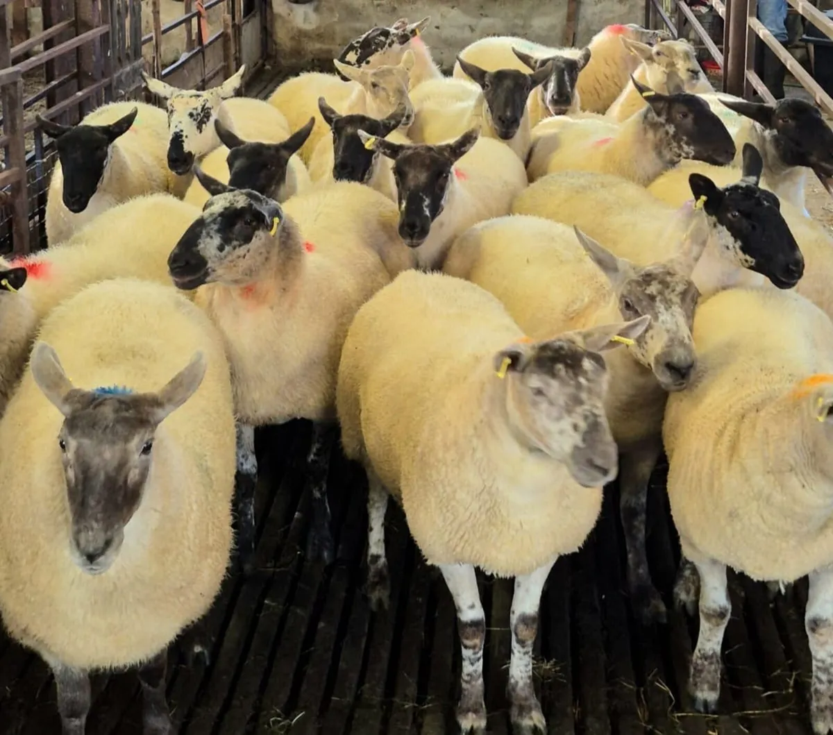 Coolaney sheep sale 30/8/25 - Image 4