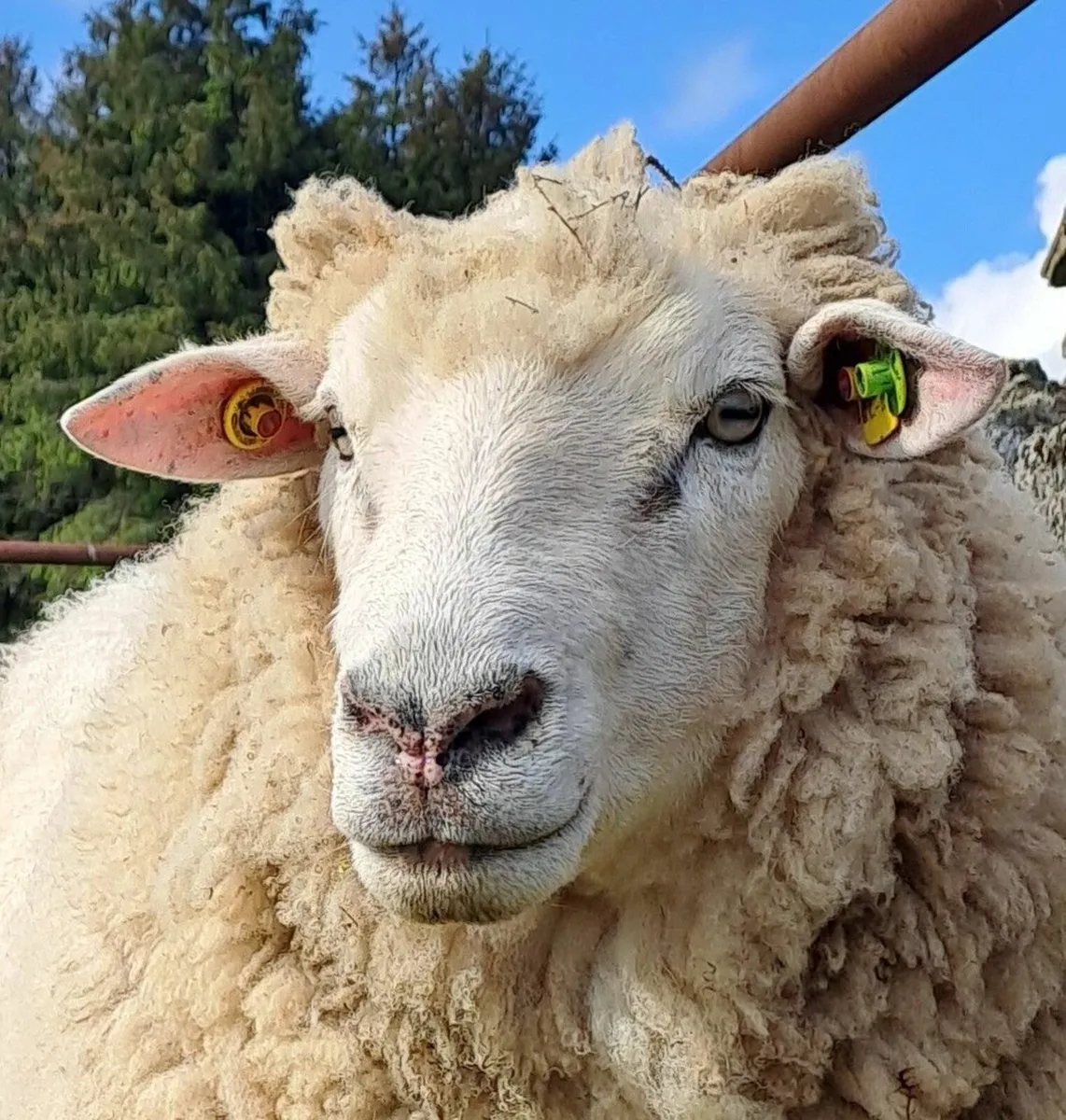 Sheep - Image 1