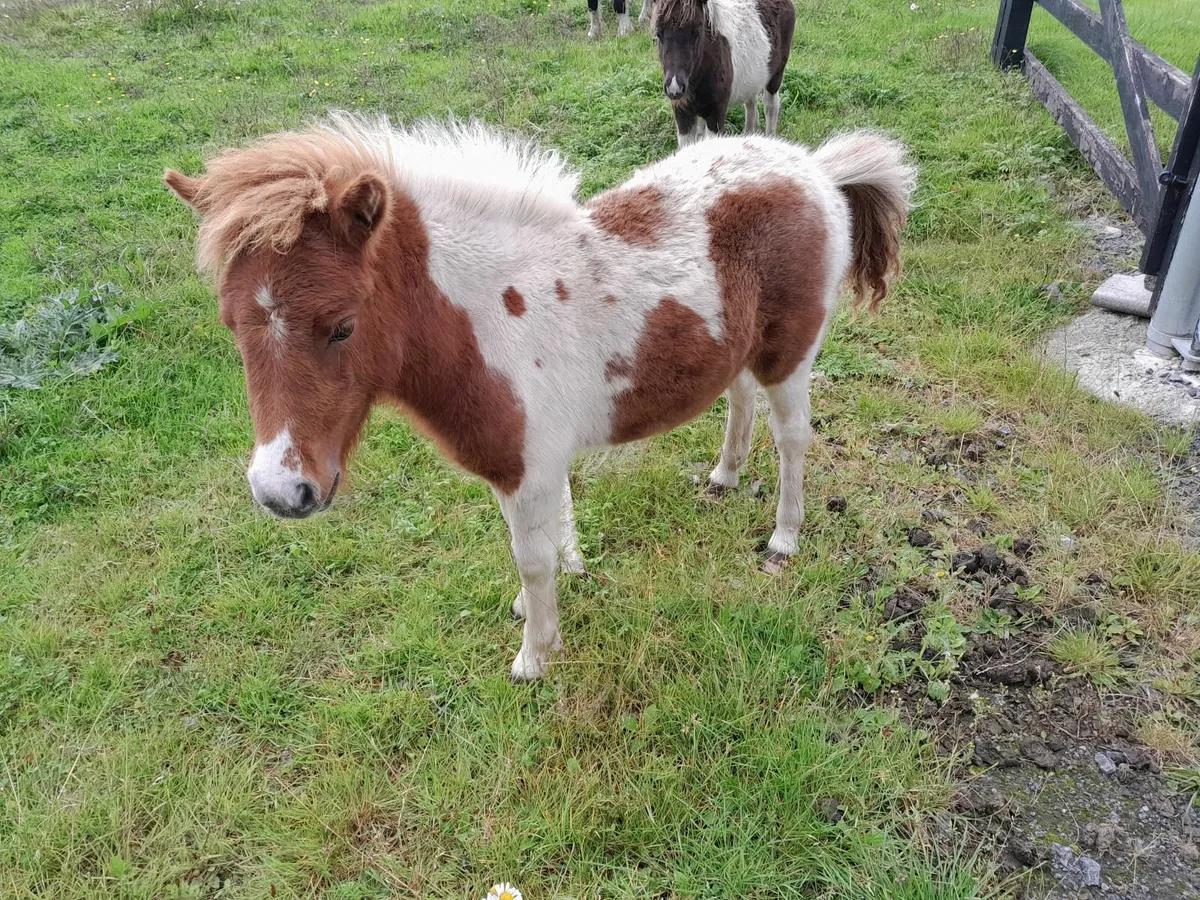 Shetland pony and filly foal - Image 2