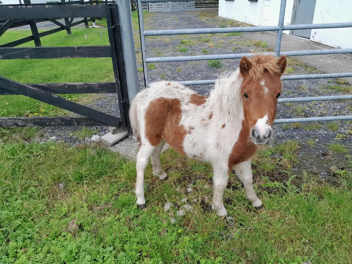 Shetland pony and filly foal - Image 3