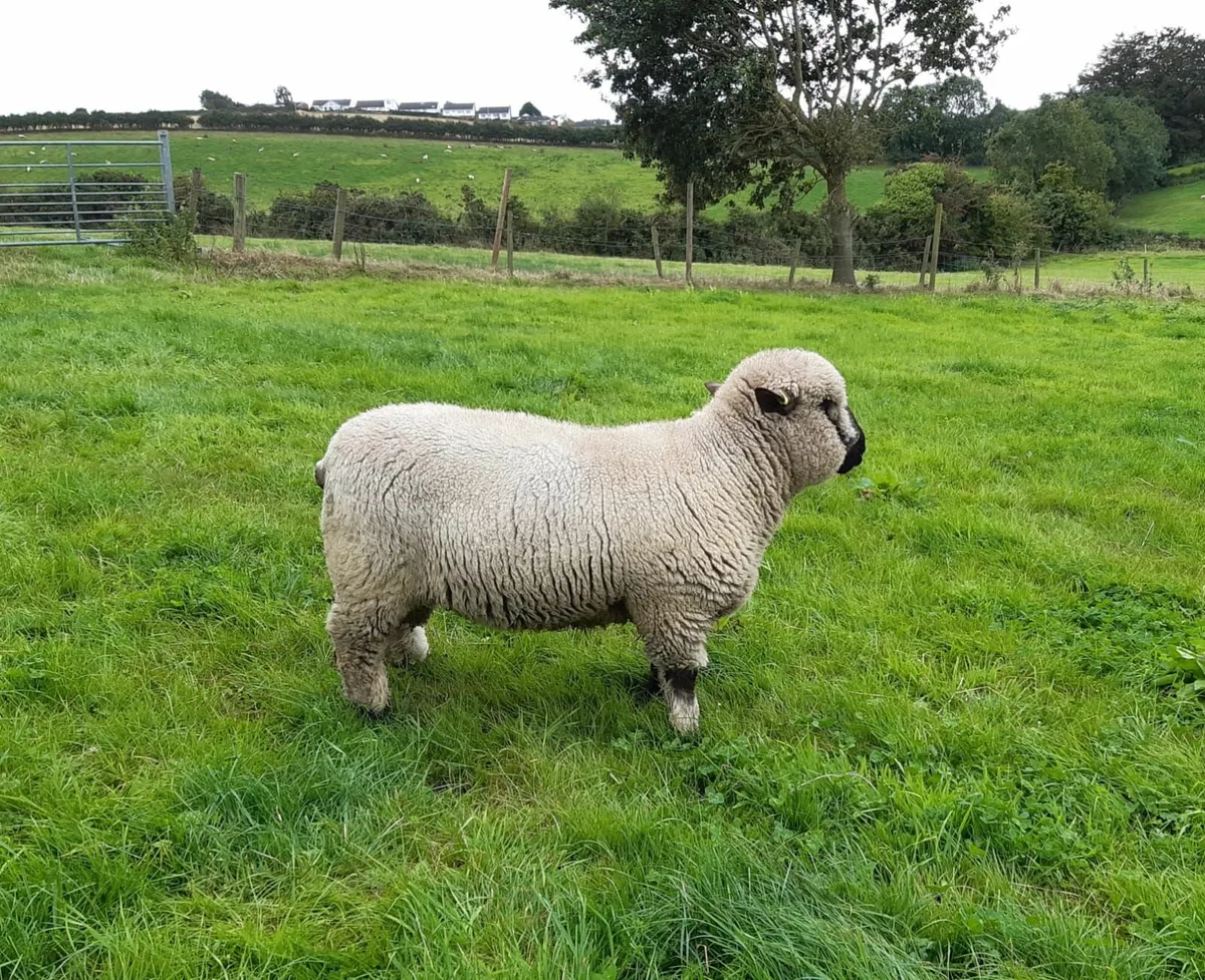 Sheep - Image 2